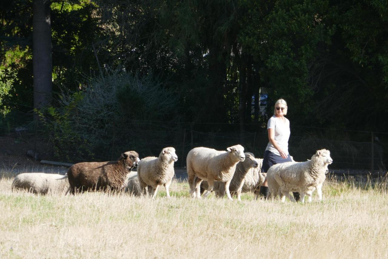 Karetu Downs Farm Stay Hawarden Exteriör bild