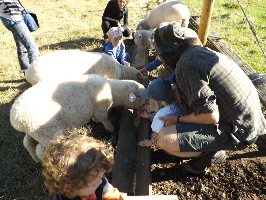 Karetu Downs Farm Stay Hawarden Exteriör bild