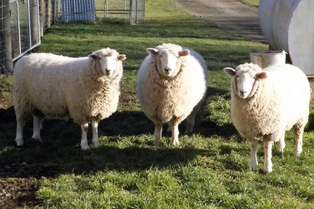 Karetu Downs Farm Stay Hawarden Exteriör bild